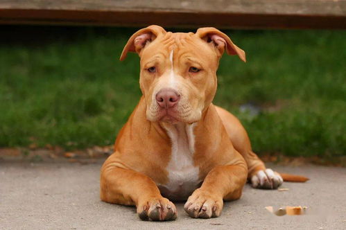比特犬换牙需要多久