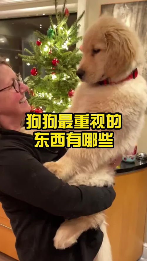 狗用品有哪些东西