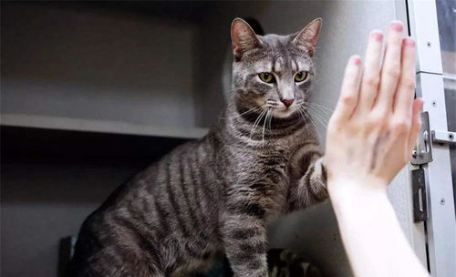 如何训练猫坐下