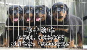 哪里可买到罗威纳犬