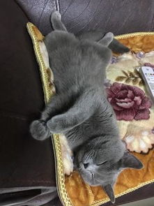 五斤猫砂能用多久