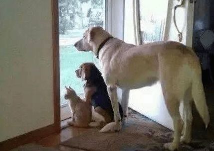 狗狗如何安慰主人