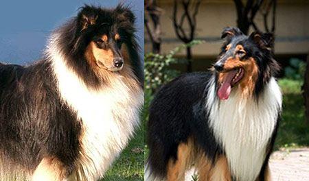 苏格兰牧羊犬如何养