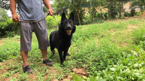 东德牧羊犬哪里最好