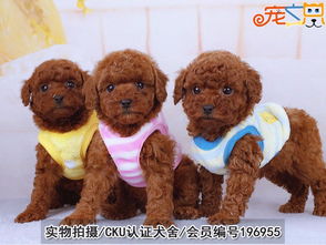 哪里买巨型泰迪犬