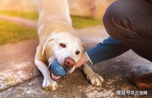 如何教狗狗捡球