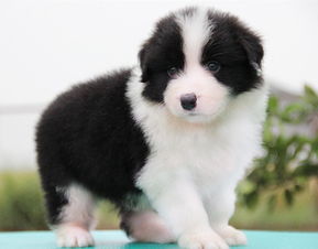 哪里卖边境牧羊犬