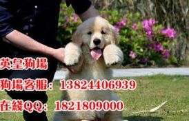广东英皇总狗场怎么样