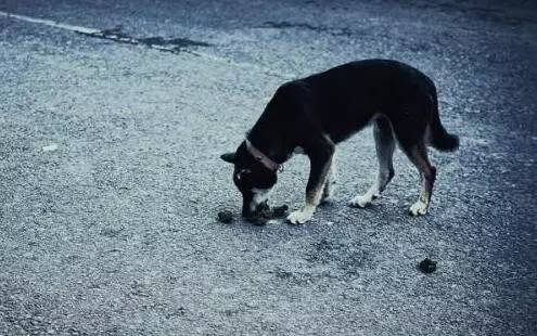 狗狗可以憋屎多久