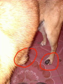 狗肿瘤病理多久出来