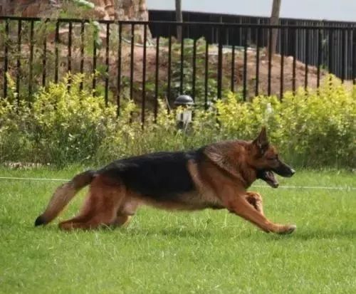 马犬与德牧哪个长的大