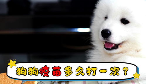 狗打育苗多久打一次