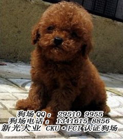 广州泰迪狗哪里买