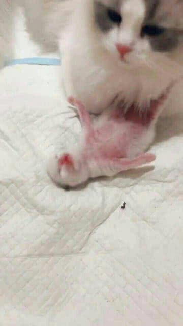 出生多久的小猫可以摸