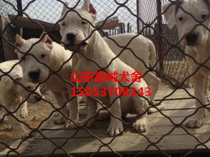 天津市哪里卖狗