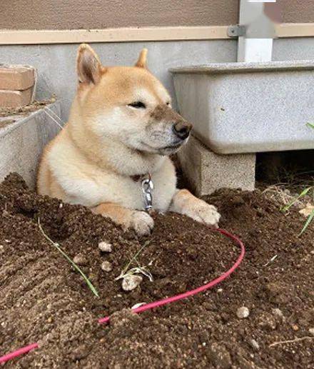 狗狗应该埋在哪里
