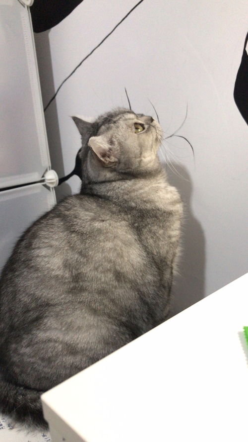 从哪里分辨猫咪年龄