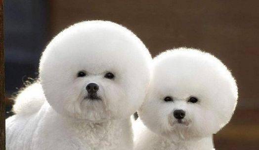 小比熊犬如何训