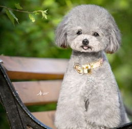 泰迪成犬狗粮哪个好
