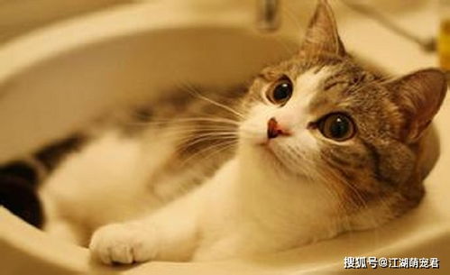 出生小猫多久可以洗澡