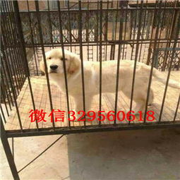 宿迁犬舍有哪些