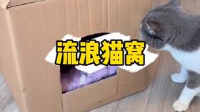 如何让猫在窝里