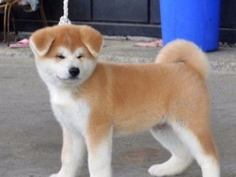 秋田犬在哪里买