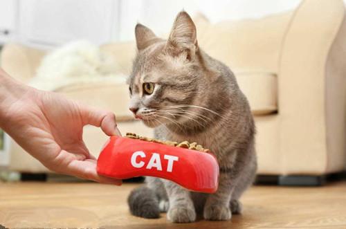 如何给猫喂益生菌