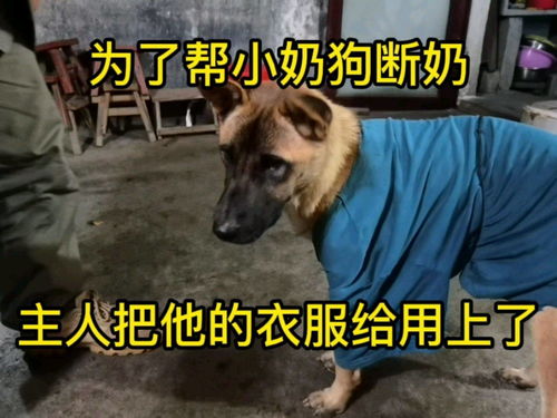 如何帮小狗戒奶