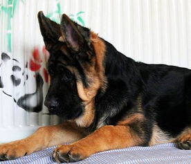 德国牧羊犬名犬都有哪些