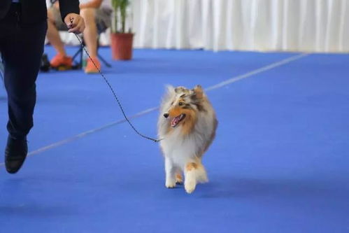 中国有哪些犬业协会