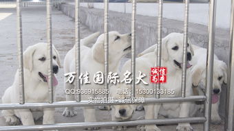 北京哪里卖的狗好