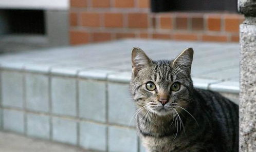 收养流浪猫要检查哪些