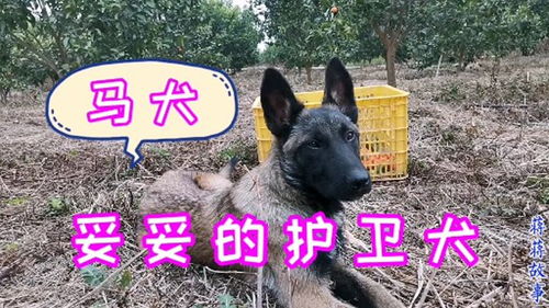 马犬护主怎么样