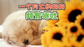 小狗狗肾衰竭症状有哪些
