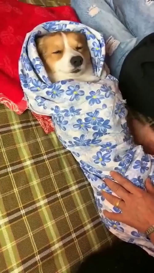 如何哄小狗入睡