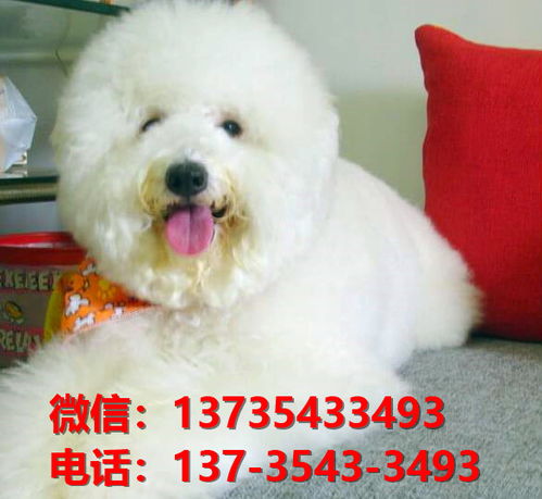 济南哪里买纯种狗