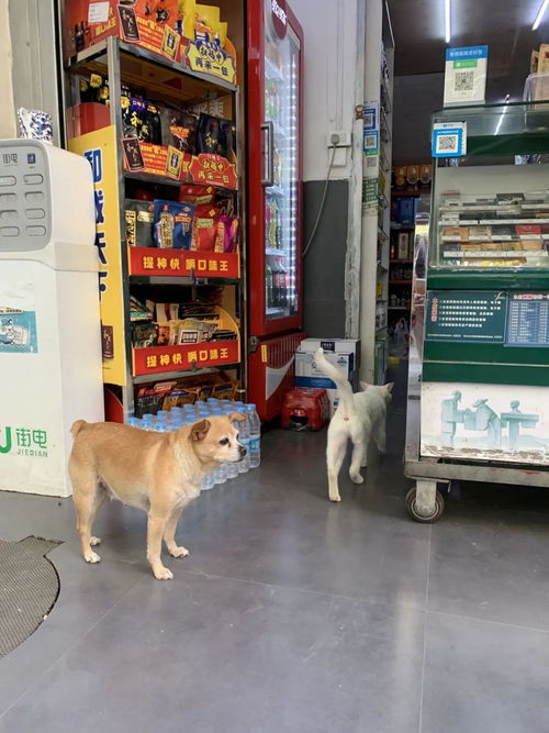 哪里有小狗店