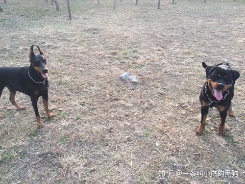 马犬罗威纳哪个贵
