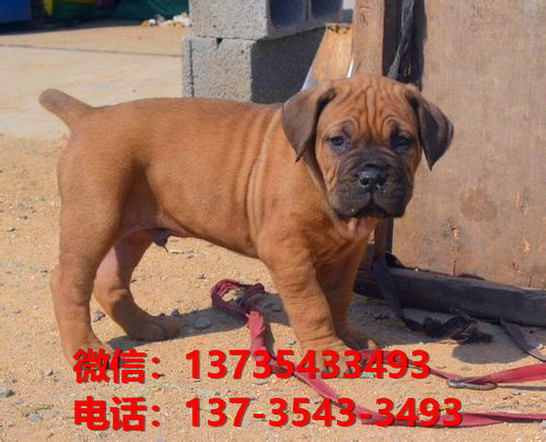 临沂宠物狗哪里卖