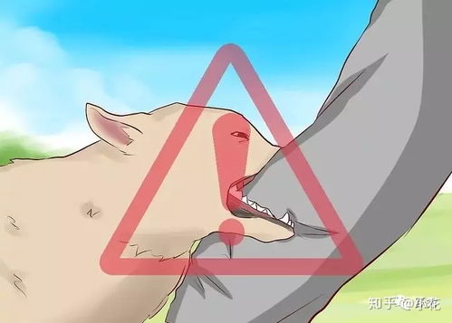 如何训练狗狗不乱咬