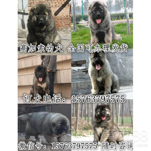 临沂哪里有卖宠物狗的