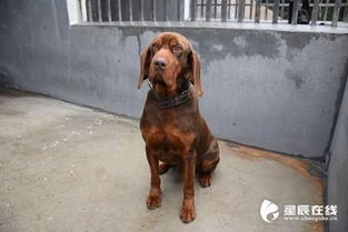 长沙哪里寄养犬