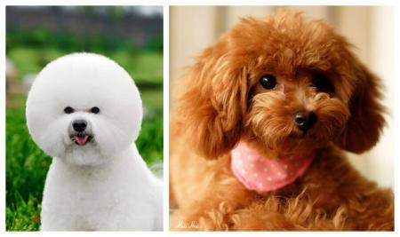 泰迪犬和比熊犬哪个好