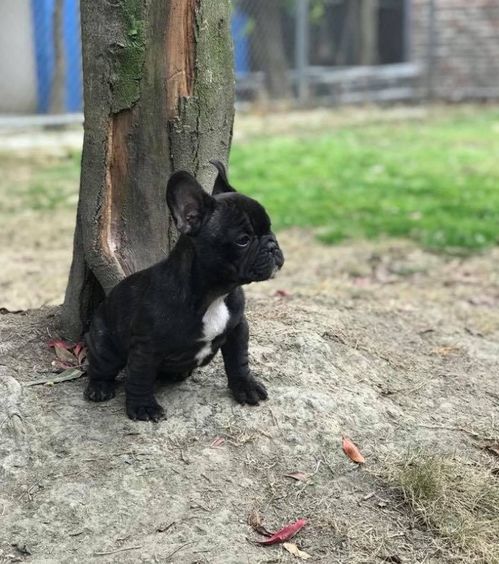 斗牛犬舍怎么样