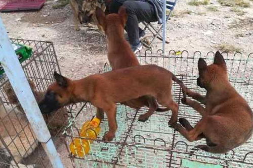马犬多久耳朵才会竖立