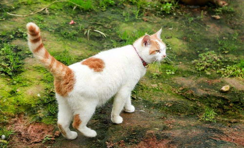 小猫要多久才能长大