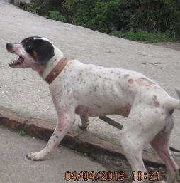 太仓犬哪里有卖