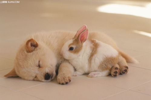 比格犬多久打疫苗