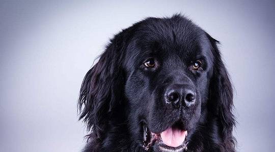 大型犬有哪些好养